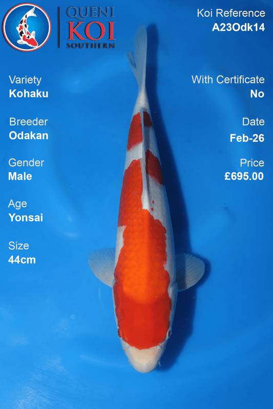 Odakan Kohaku Koi Yonsai 44cm male A23Odk14