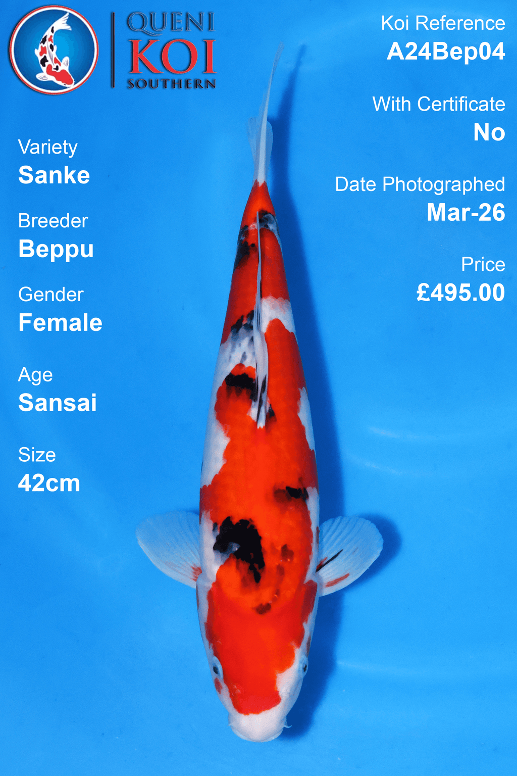 Sanke Koi A24Bep04 female Sansai 42cm Beppu koi