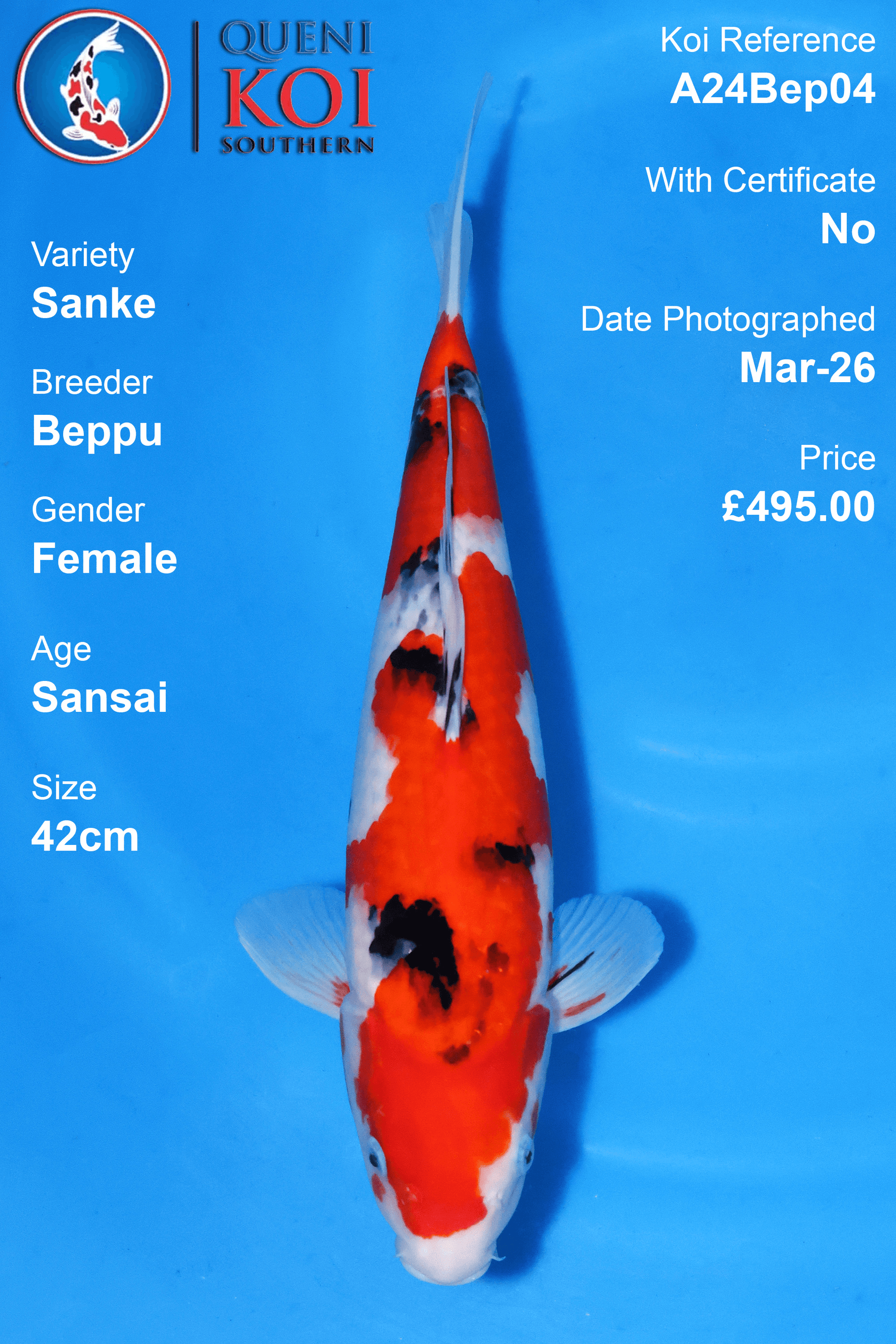 Sanke Koi A24Bep04 female Sansai 42cm Beppu koi