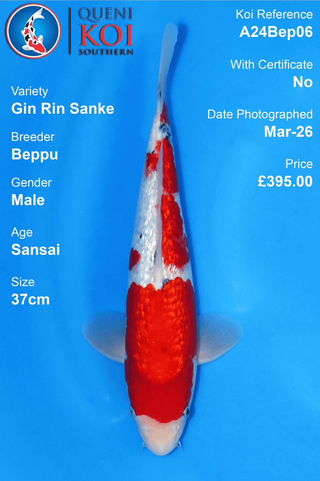 Gin Rin Sanke Koi A24Bep06 male Sansai 37cm Beppu koi