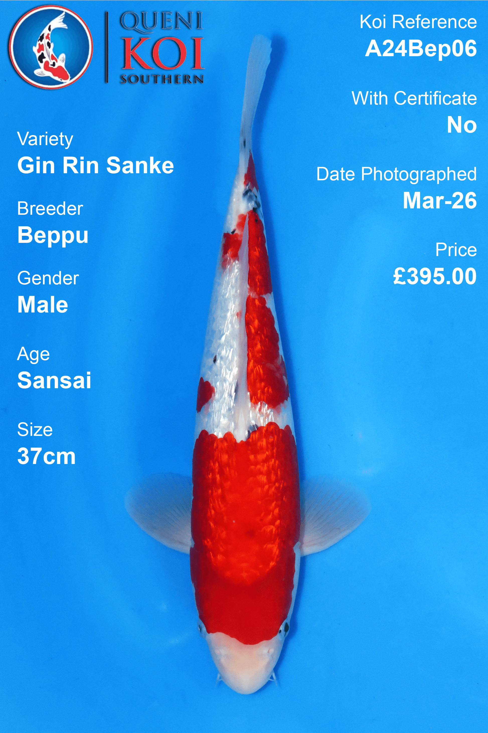 Gin Rin Sanke Koi A24Bep06 male Sansai 37cm Beppu koi