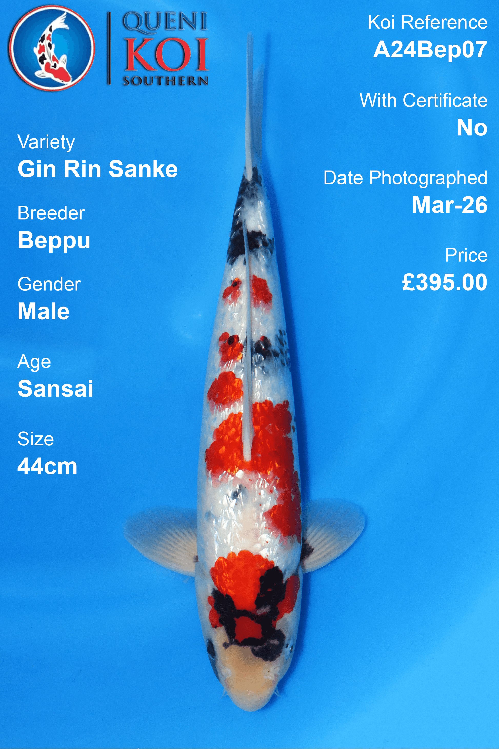 Gin Rin Sanke Koi A24Bep07 male Sansai 44cm Beppu koi