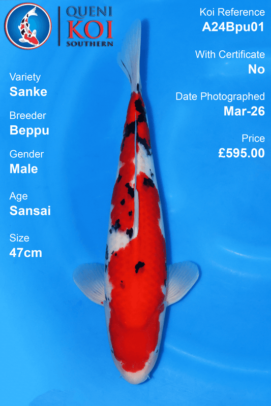 Sanke Koi A24Bpu01 male Sansai 47cm Beppu koi