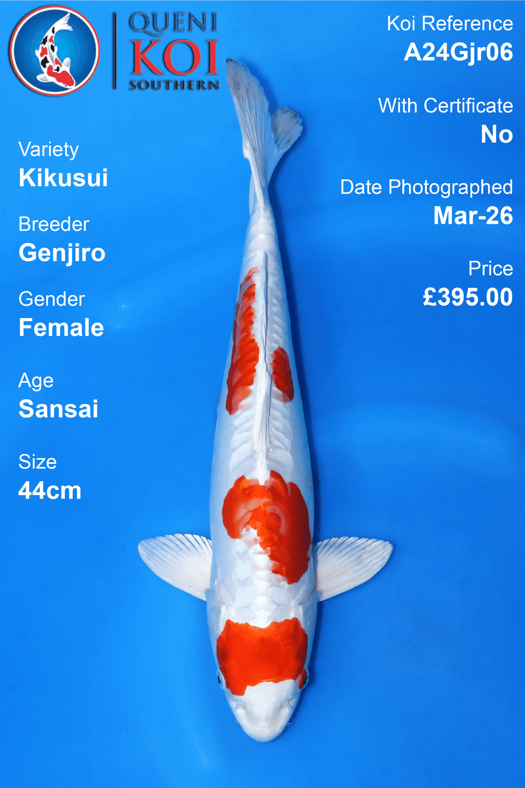 Kikusui - A24Gjr06