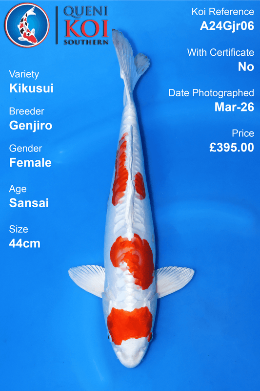 Kikusui - A24Gjr06