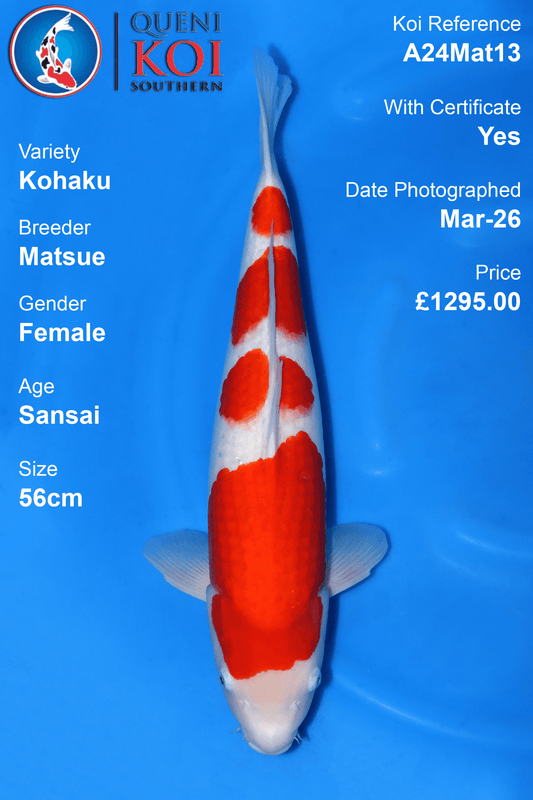 Kohaku - A24Mat13