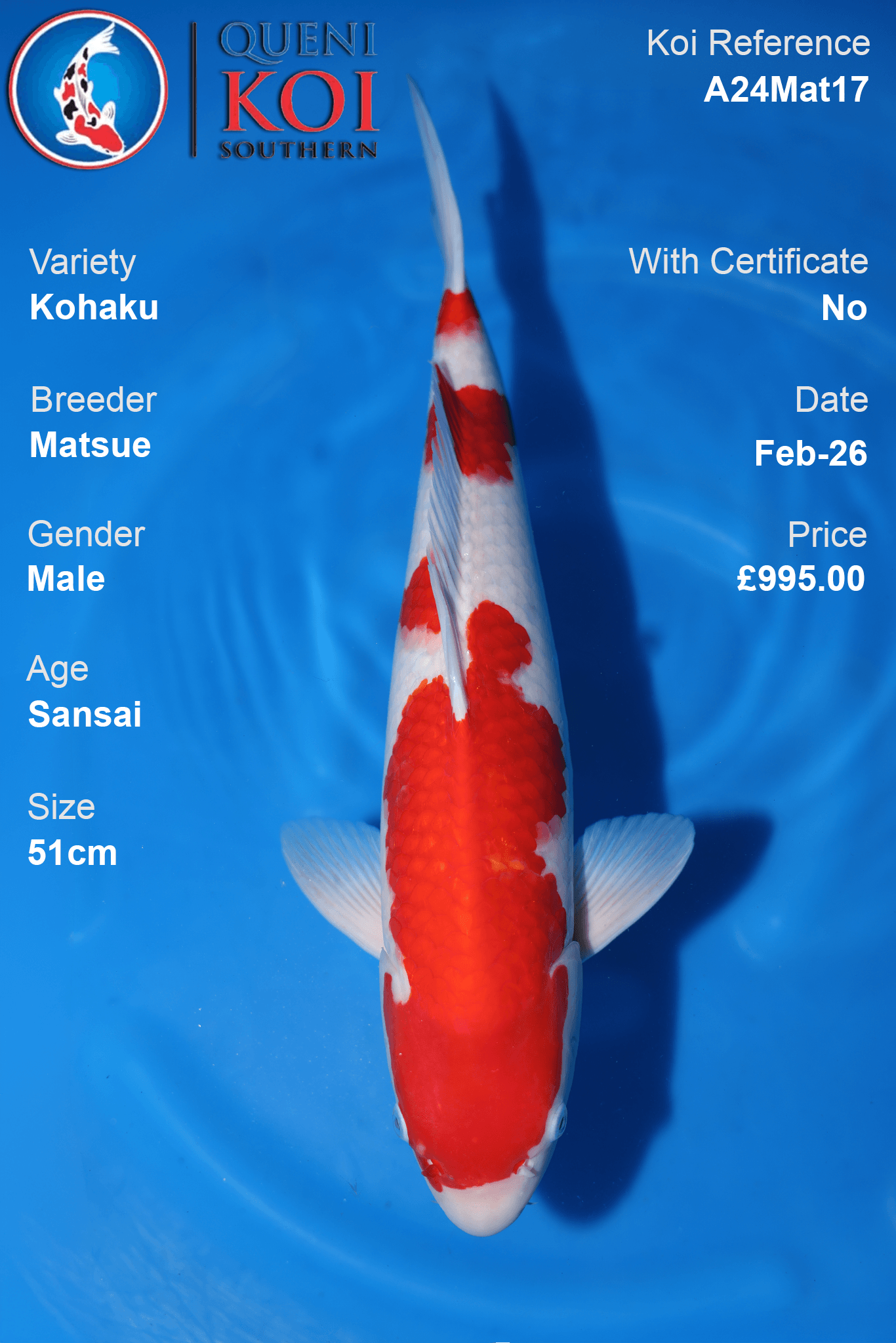 Kohaku Koi A24Mat17 male Sansai 51cm Matsue koi