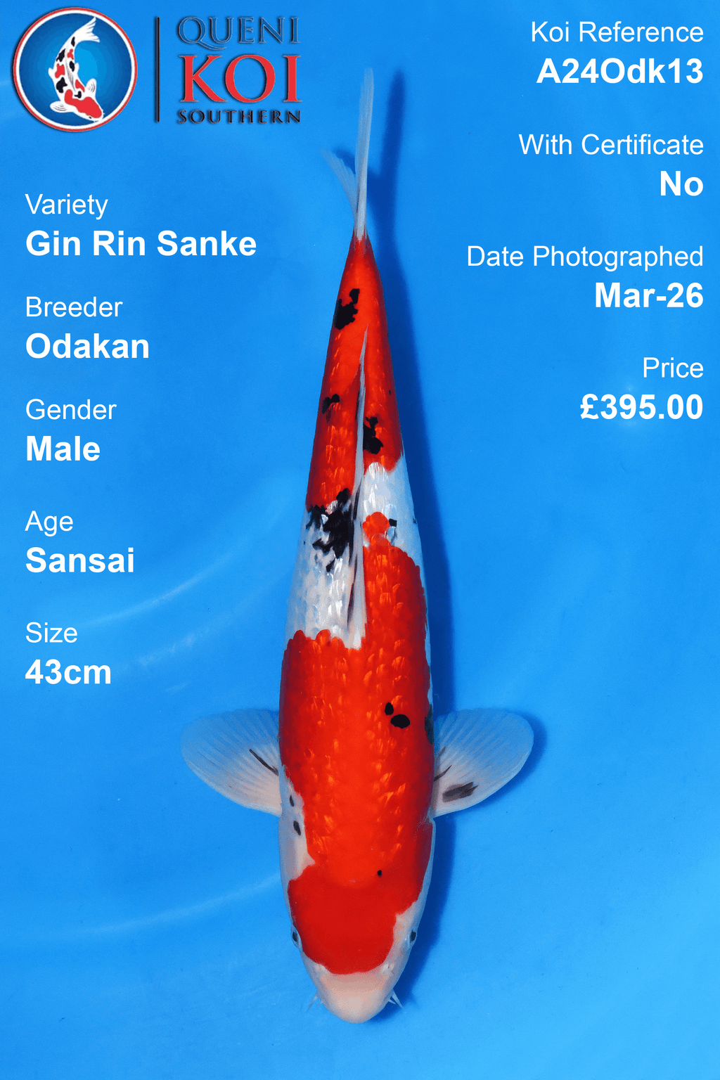 Gin Rin Sanke Koi A24Odk13 male Sansai 43cm Odakan koi