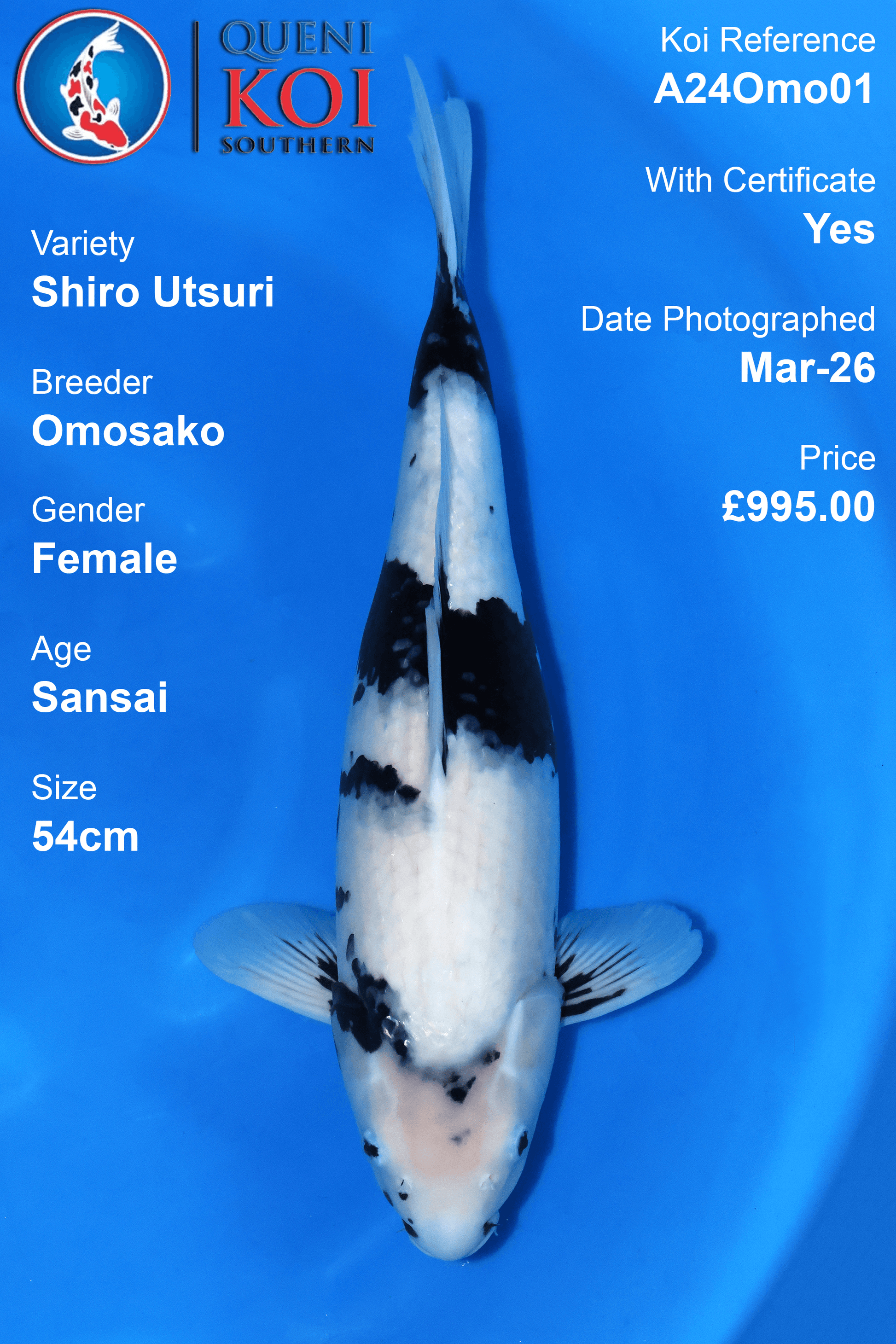 Shiro Utsuri Koi A24Omo01 female Omosako 54cm