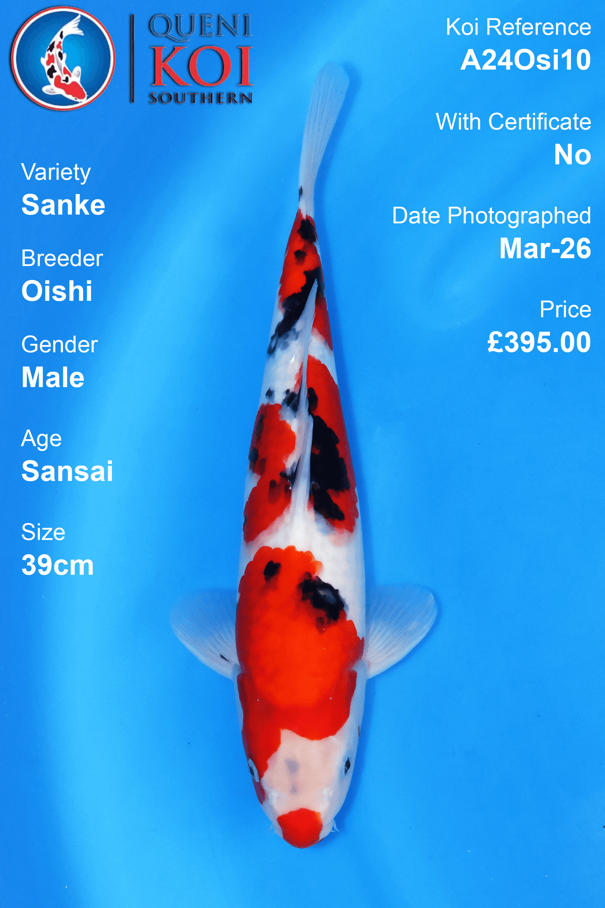 Sanke Koi A24Osi10 vibrant red and black patterns