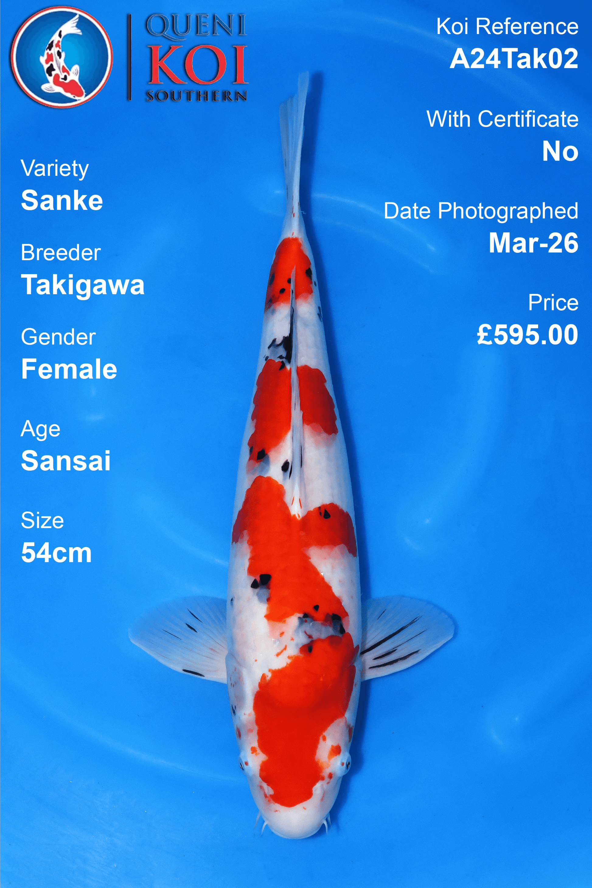 Sanke Koi A24Tak02 female Sansai 54cm koi