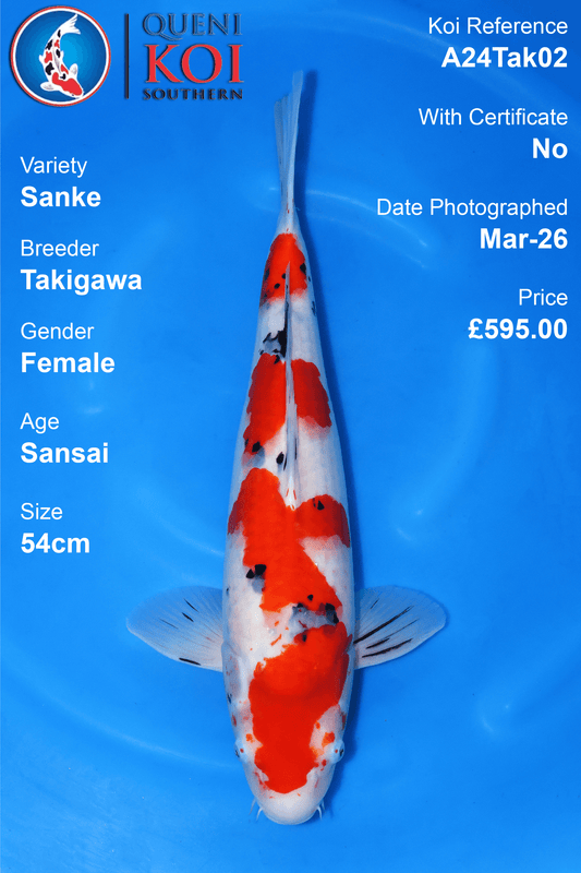 Sanke Koi A24Tak02 female Sansai 54cm koi
