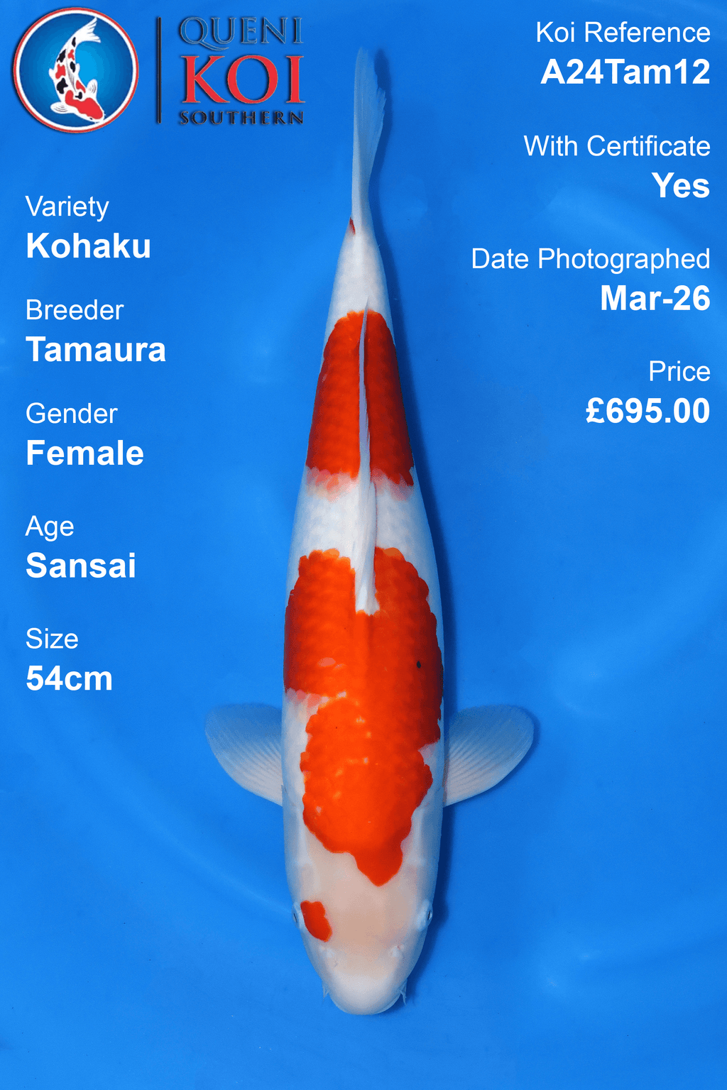 Kohaku Koi A24Tam12 female Sansai 54cm Tamaura koi with certificate