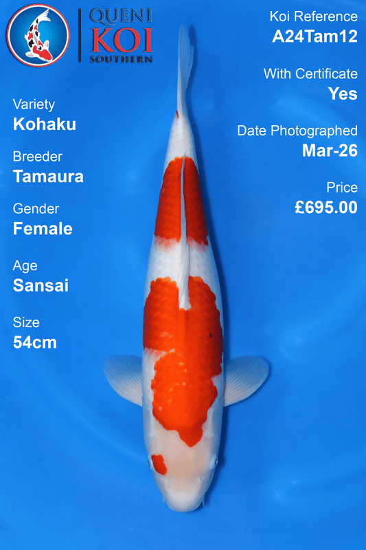 Kohaku Koi A24Tam12 female Sansai 54cm Tamaura koi with certificate