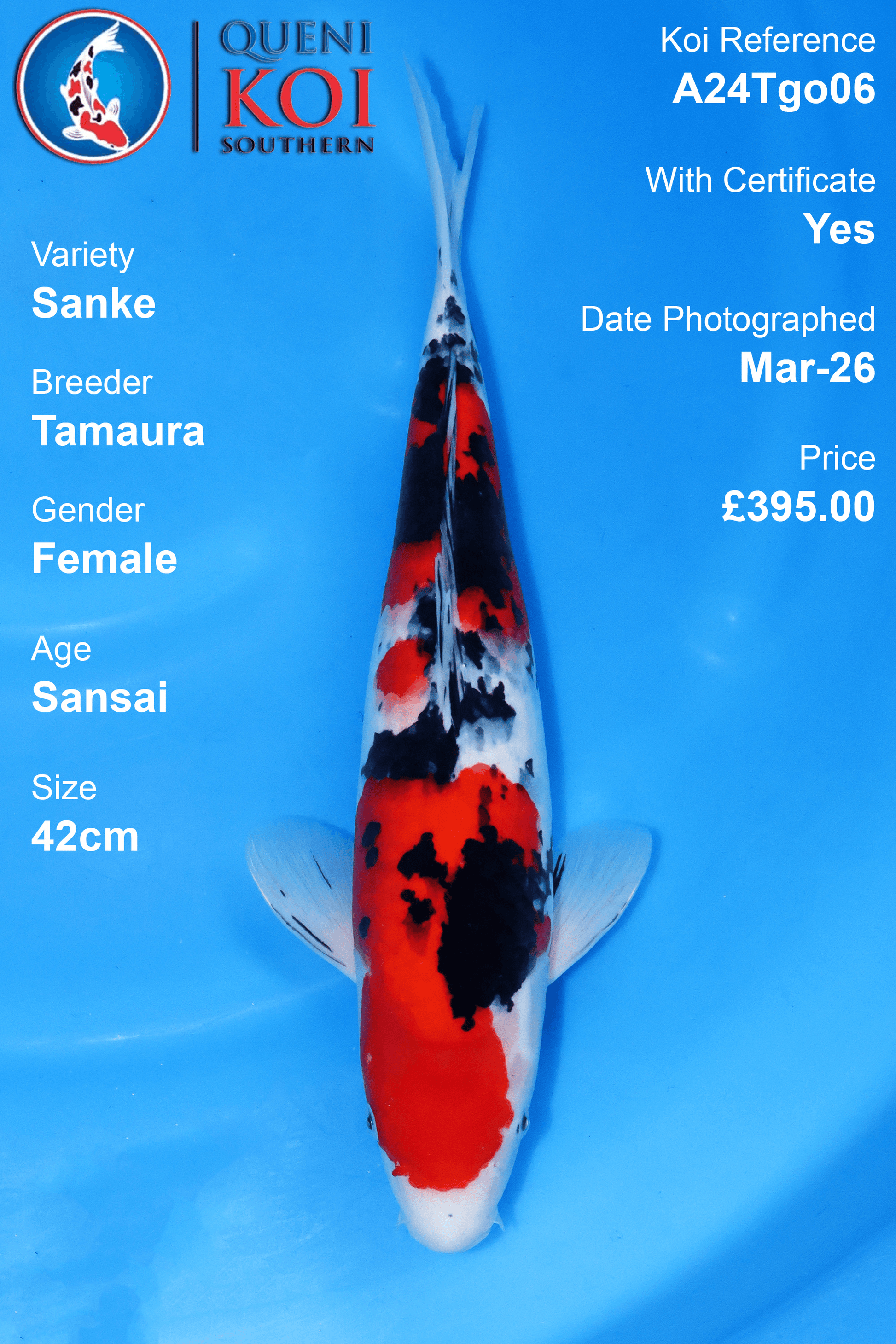 Sanke Koi A24Tgo06 female Sansai 42cm Tamaura koi with certificate