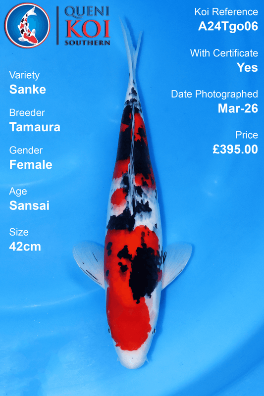 Sanke Koi A24Tgo06 female Sansai 42cm Tamaura koi with certificate