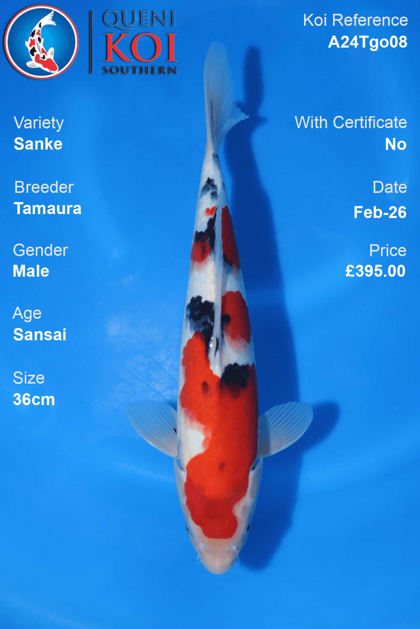 Sanke Koi A24Tgo08 male Sansai 36cm Tamaura koi