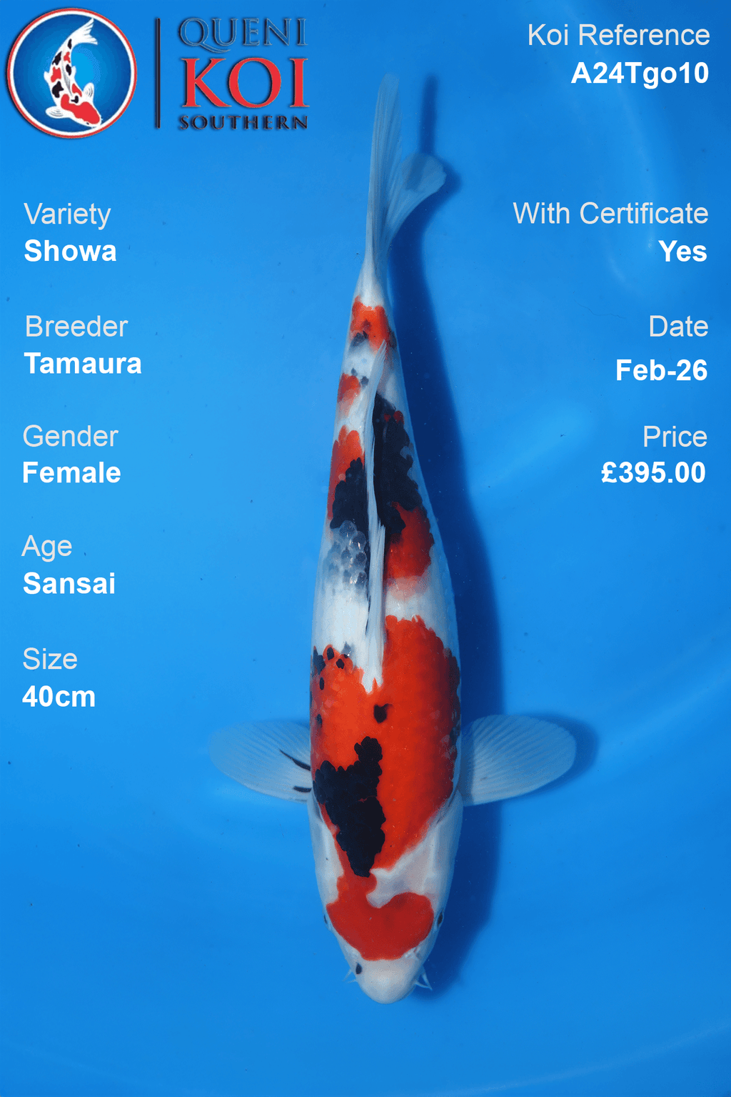 Showa Koi A24Tgo10 female Sansai 40cm Tamaura koi with certificate