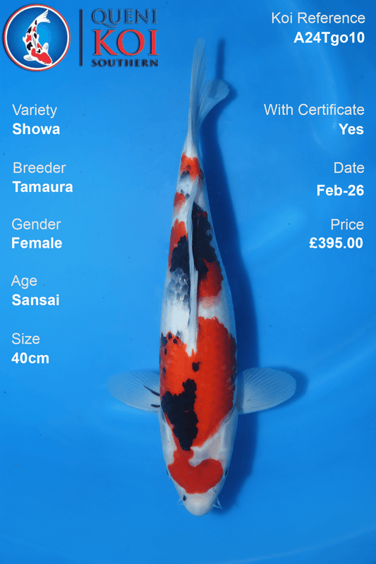 Showa Koi A24Tgo10 female Sansai 40cm Tamaura koi with certificate