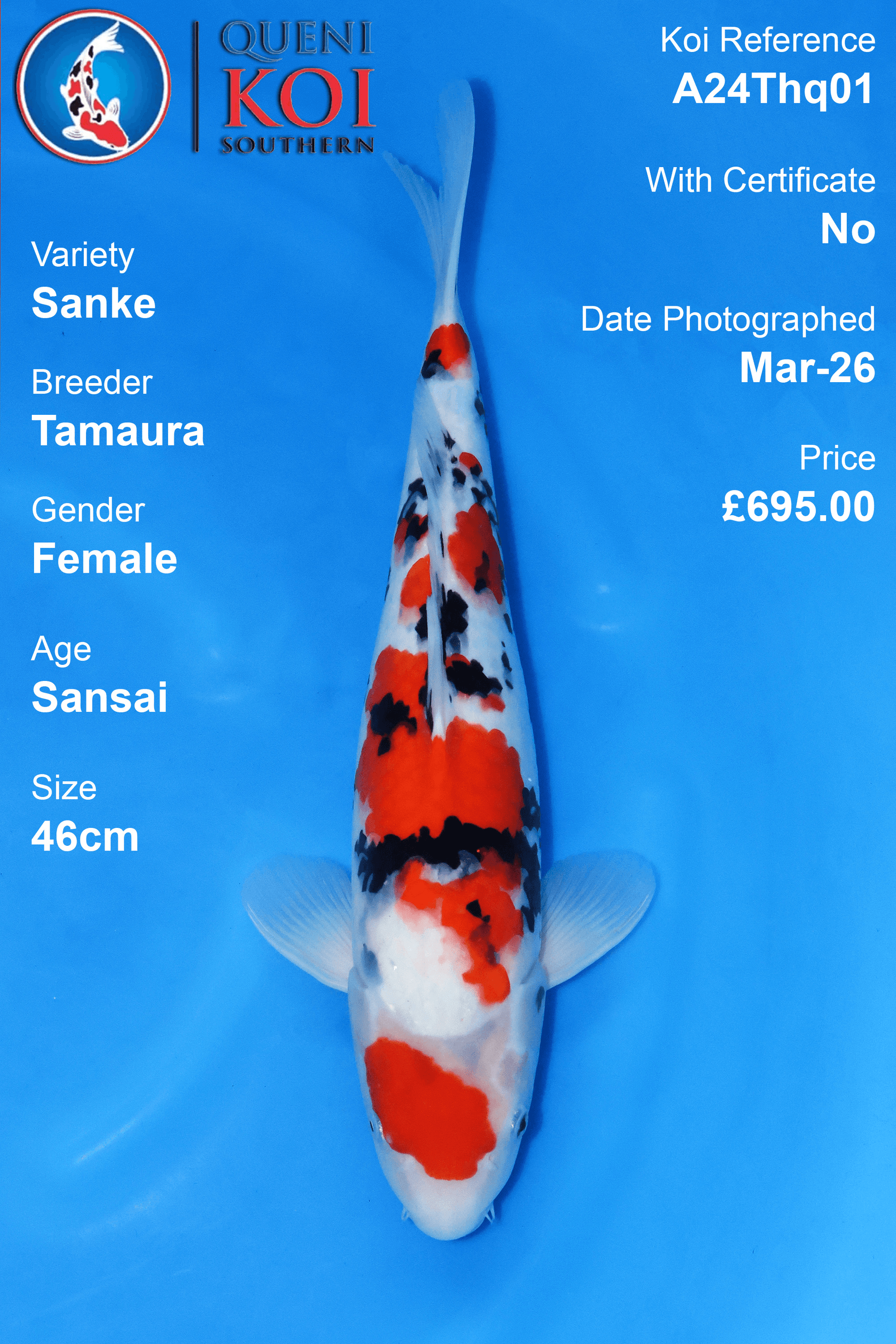 Sanke Koi A24Thq01 female Sansai 46cm Tamaura koi