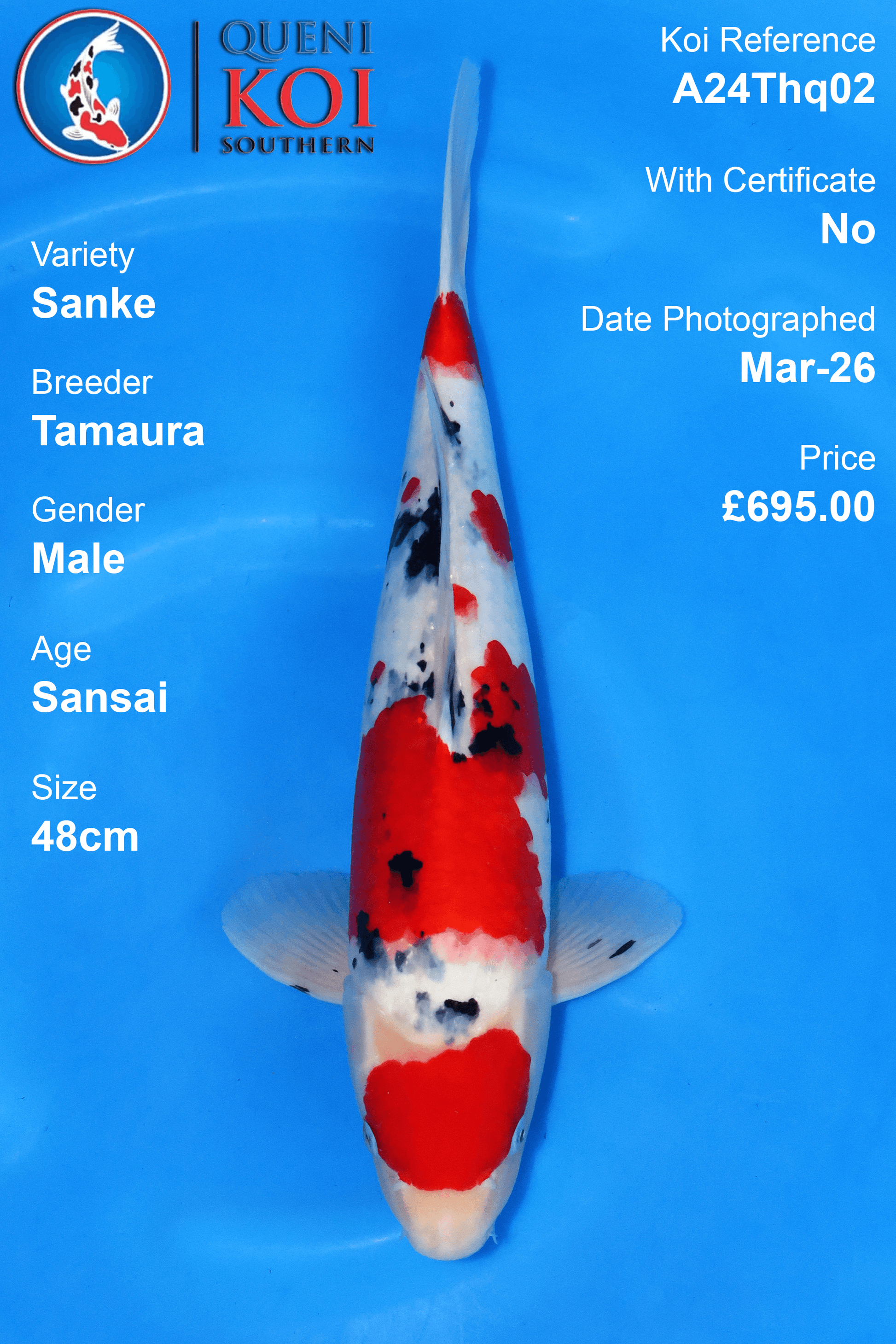 Sanke Koi male Sansai 48cm Tamaura A24Thq02