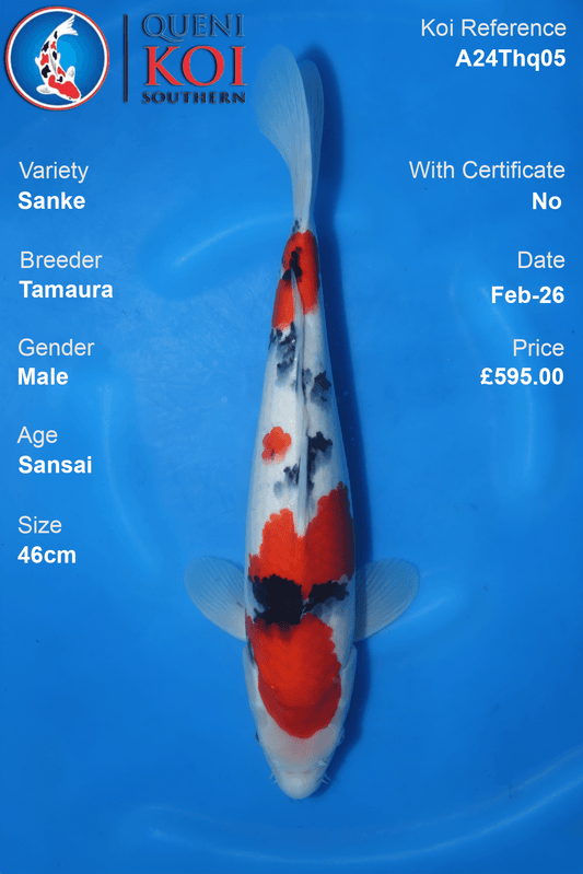 Sanke Koi A24Thq05 male Sansai 46cm koi