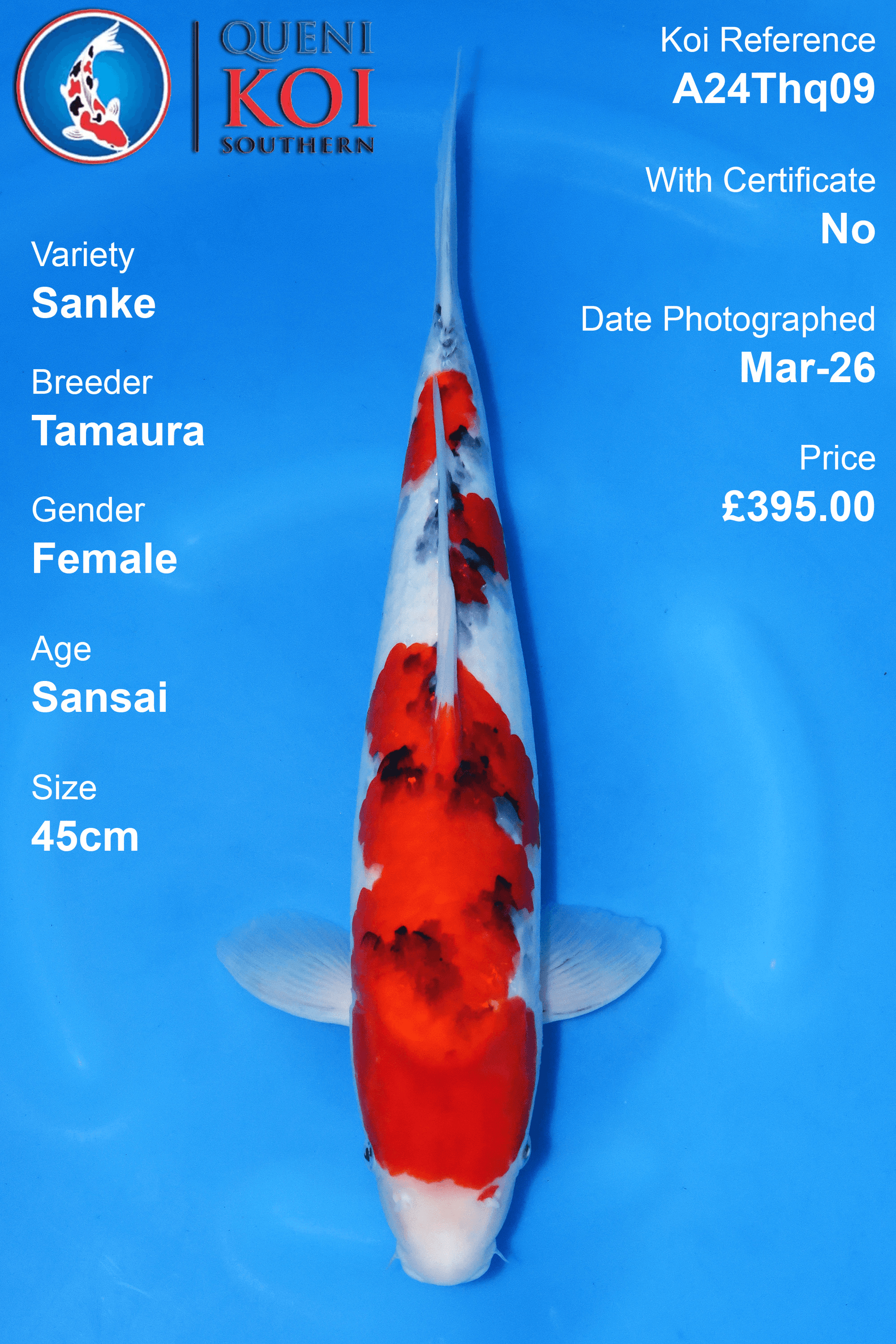 Sanke Koi female Sansai 45cm Tamaura A24Thq09
