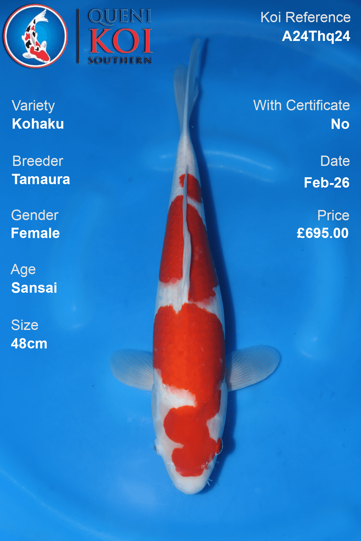 Kohaku Koi female Sansai 48cm Tamaura A24Thq24