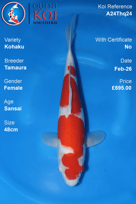 Kohaku Koi female Sansai 48cm Tamaura A24Thq24