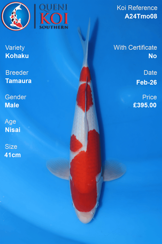 Kohaku Koi A24Tmo08 male Nisai 41cm koi