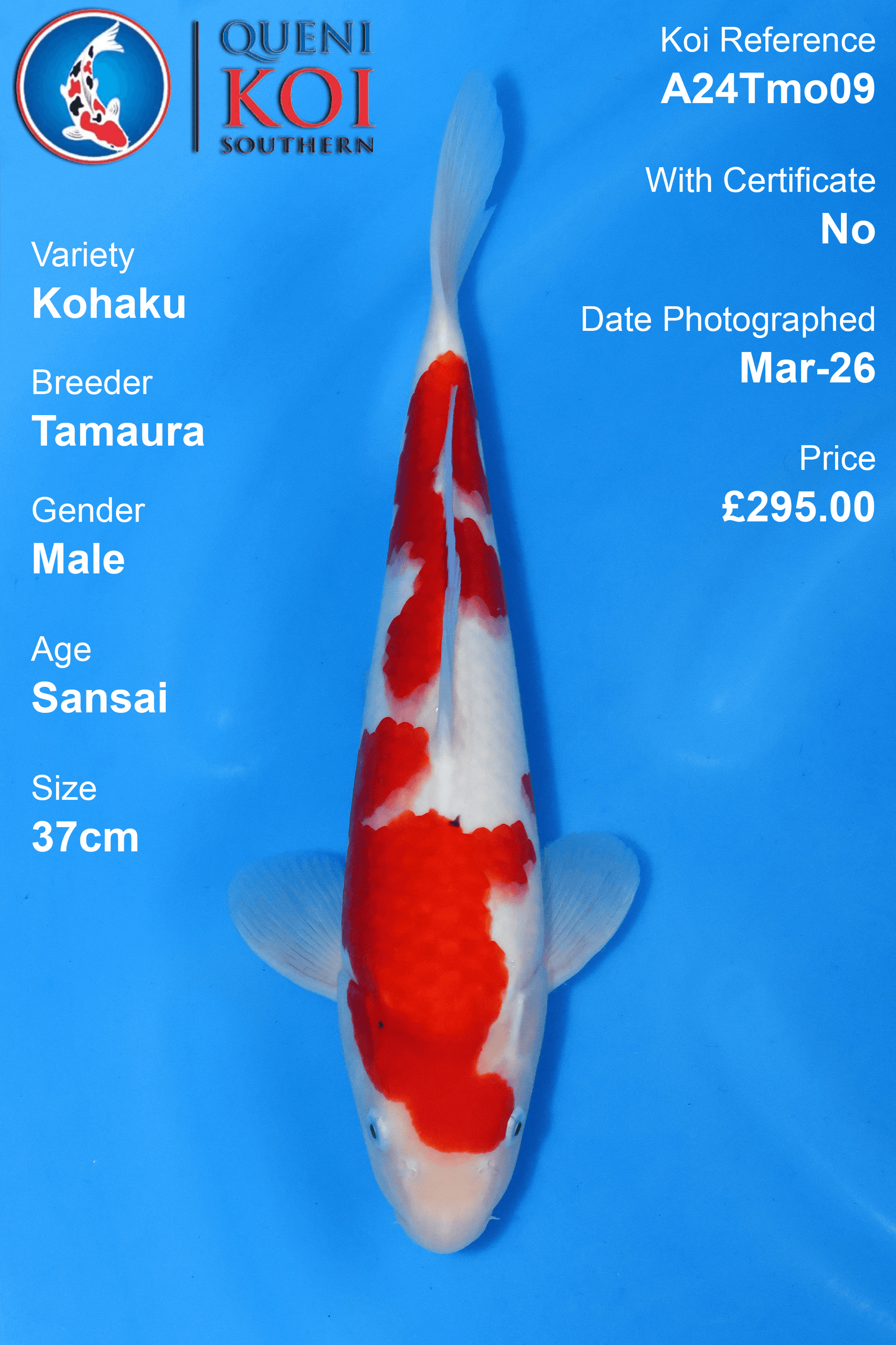 Kohaku Koi A24Tmo09 male Sansai 37cm koi
