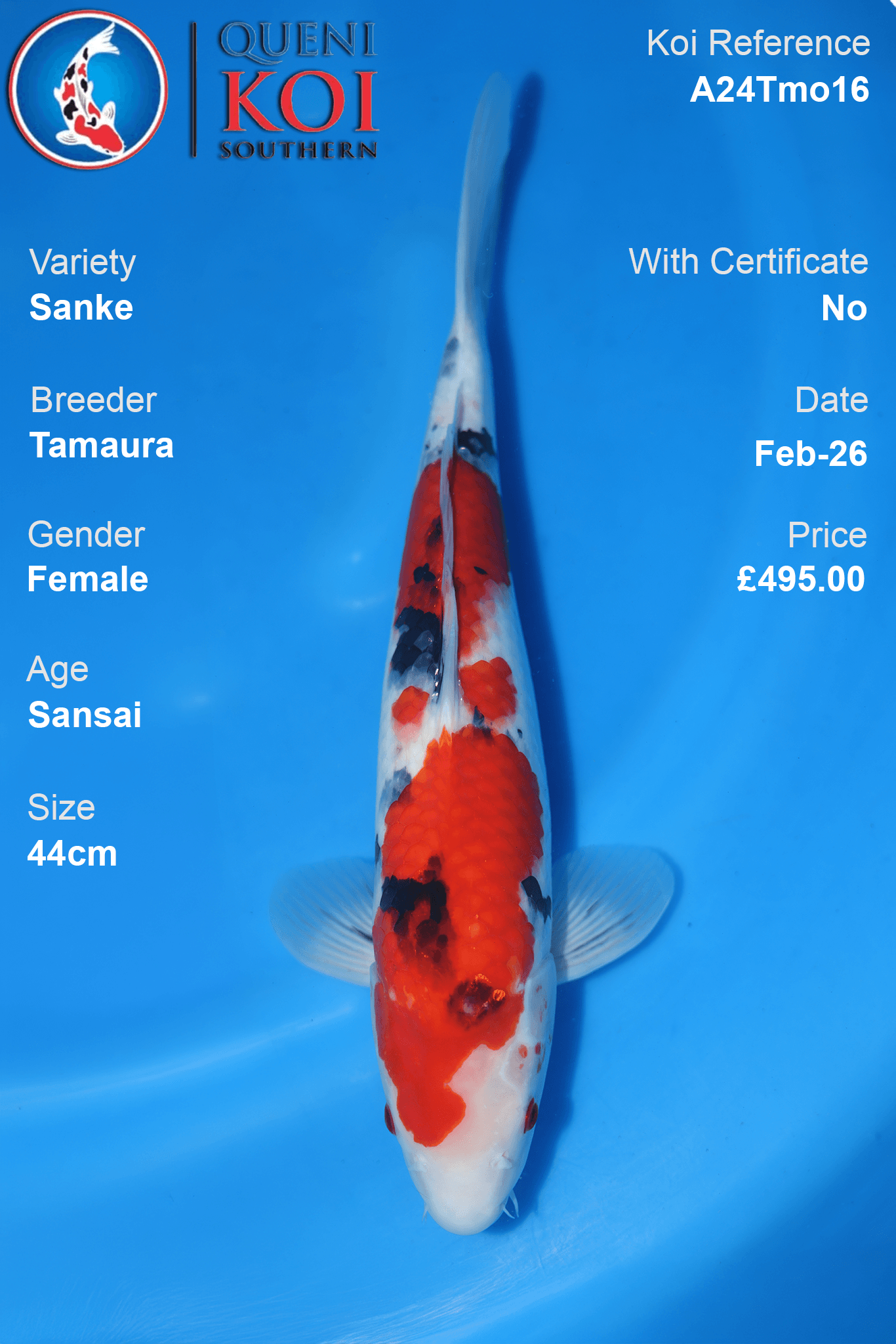 Sanke Koi A24Tmo16 female Sansai 44cm koi