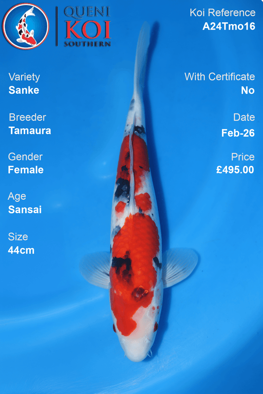 Sanke Koi A24Tmo16 female Sansai 44cm koi