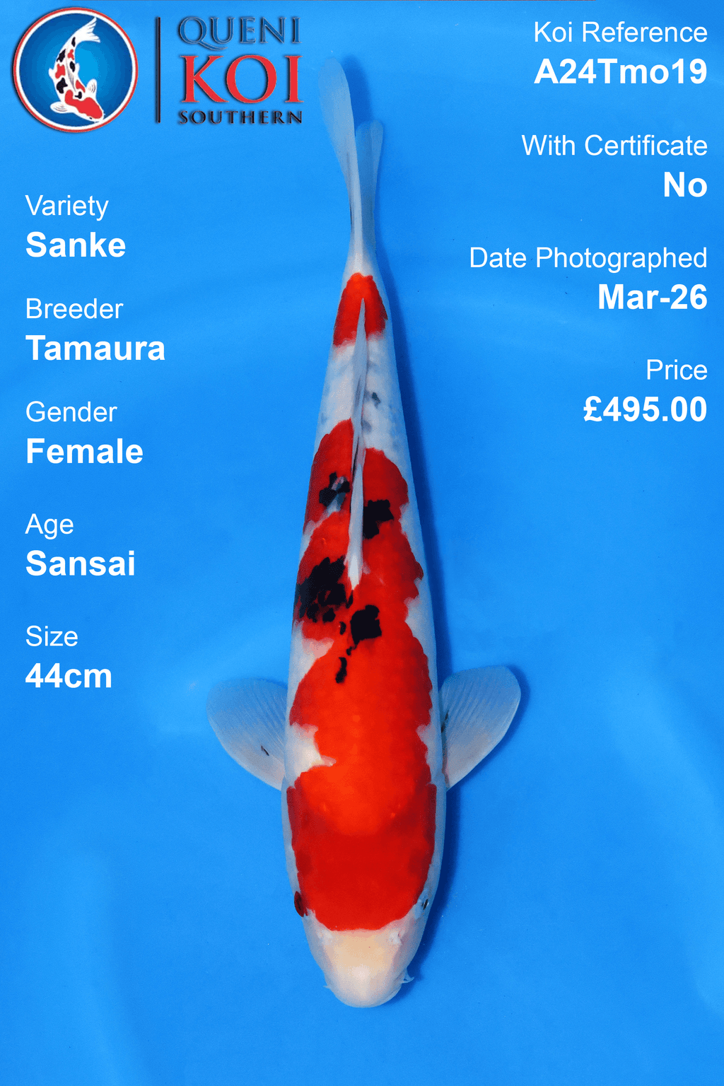 Sanke Koi A24Tmo19 female Sansai 44cm koi