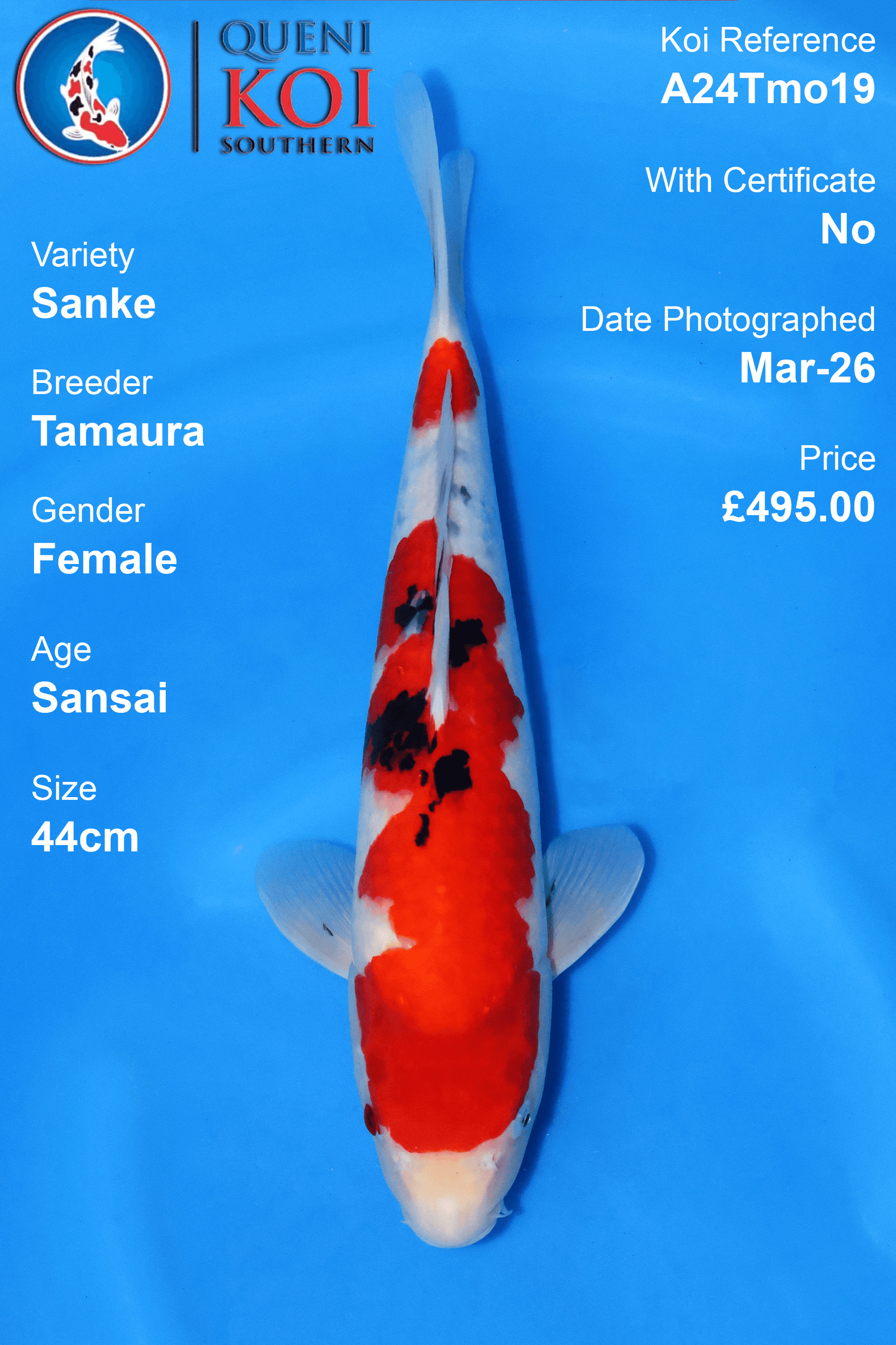 Sanke Koi A24Tmo19 female Sansai 44cm koi