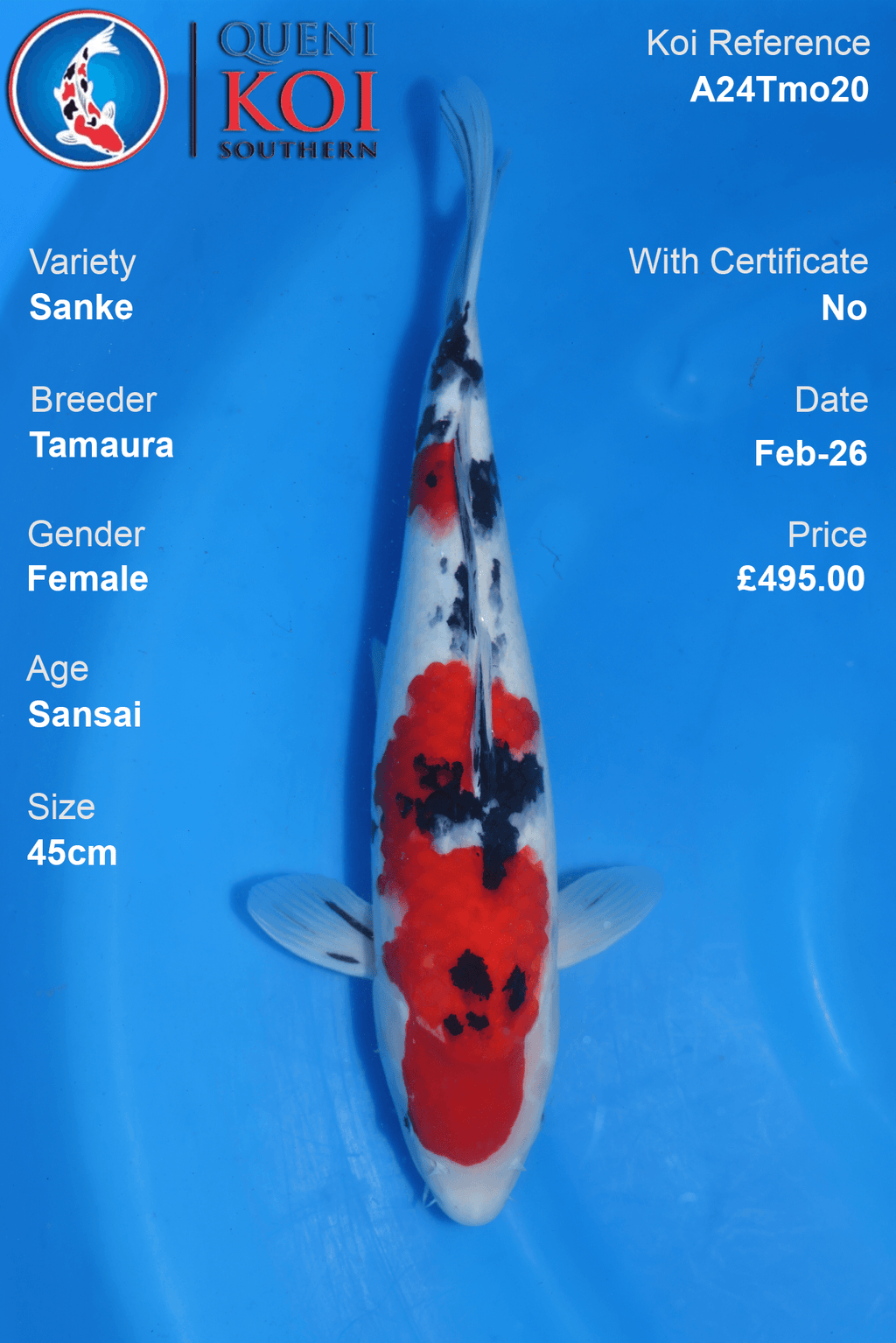 Sanke Koi Fish A24Tmo20 Female 45cm Tamura Breeder Sansai Age, Red Black White Pattern