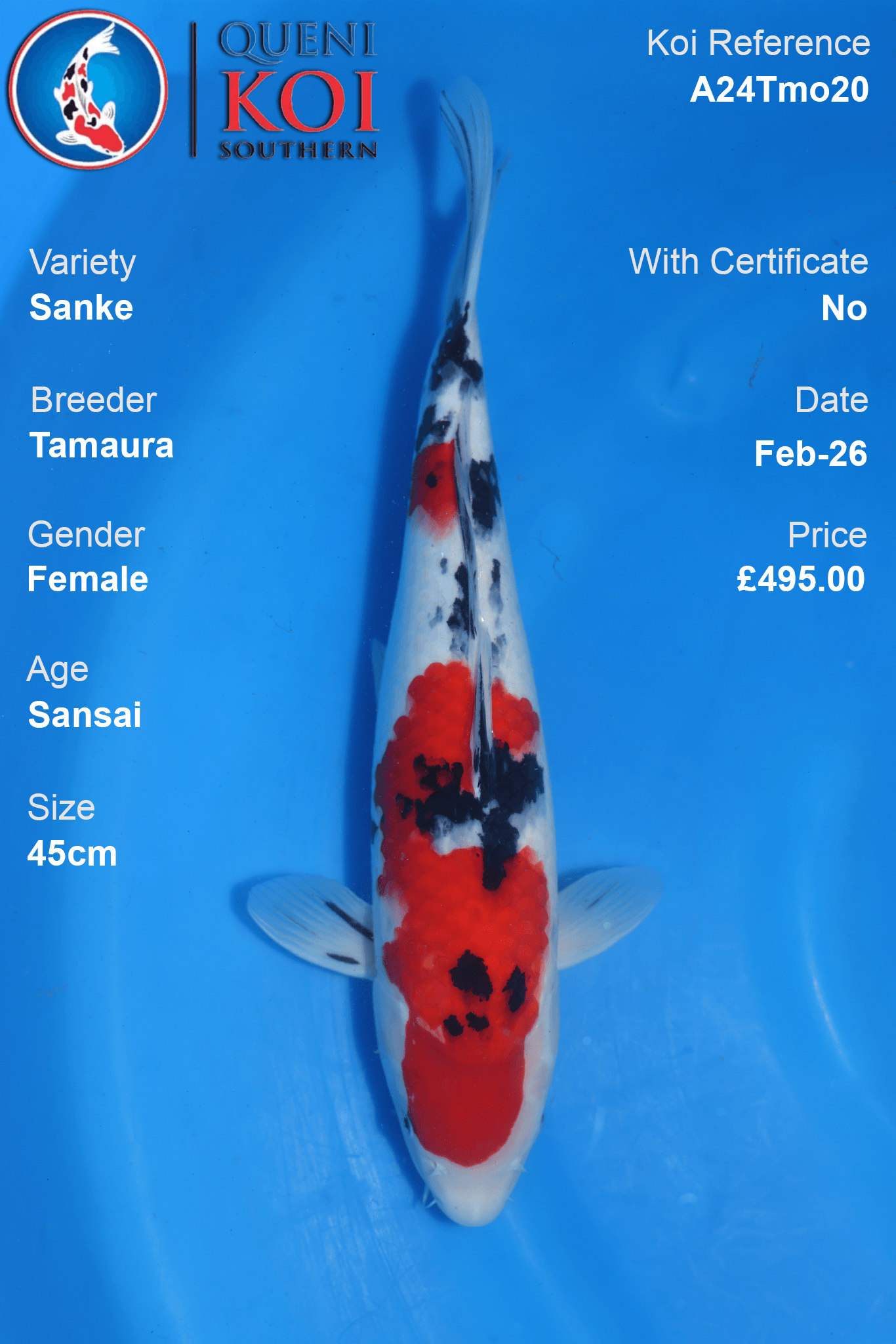 Sanke Koi Fish A24Tmo20 Female 45cm Tamura Breeder Sansai Age, Red Black White Pattern