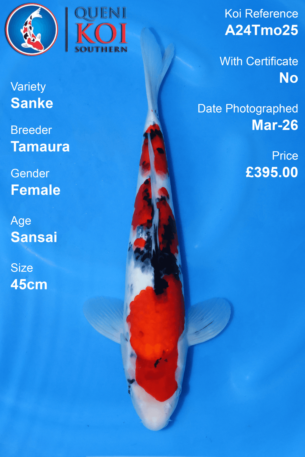 Sanke Koi A24Tmo25 red white and black Japanese koi