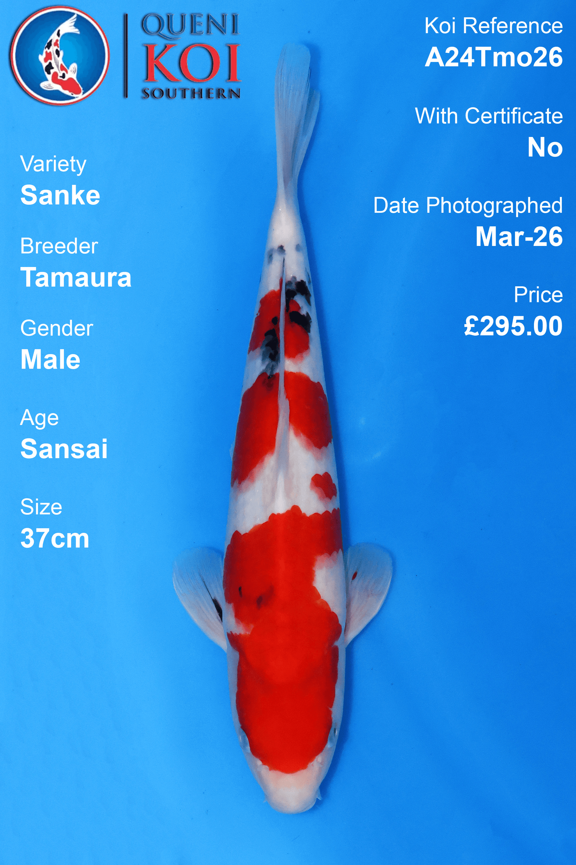 Sanke Koi A24Tmo26 male Sansai 37cm koi