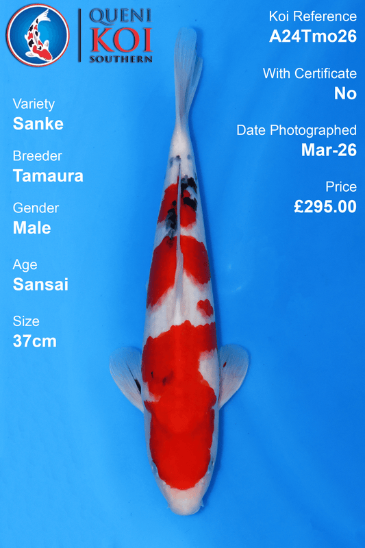 Sanke Koi A24Tmo26 male Sansai 37cm koi