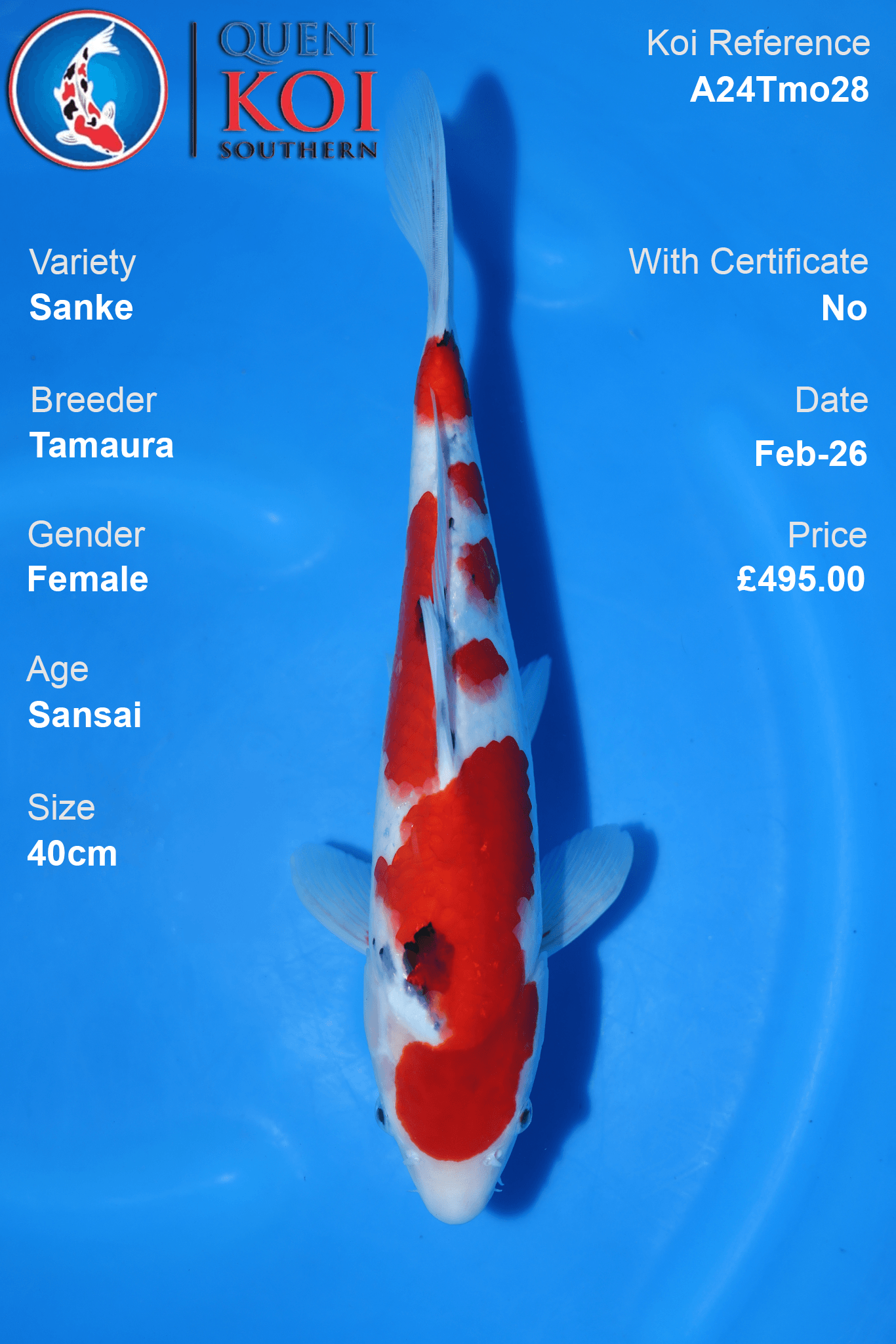 Sanke Koi A24Tmo28 female Sansai 40cm koi