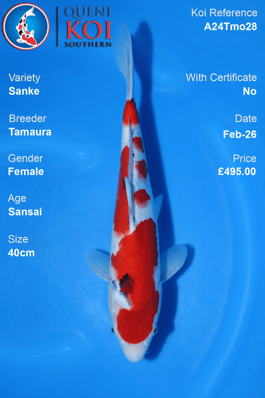 Sanke Koi A24Tmo28 female Sansai 40cm koi