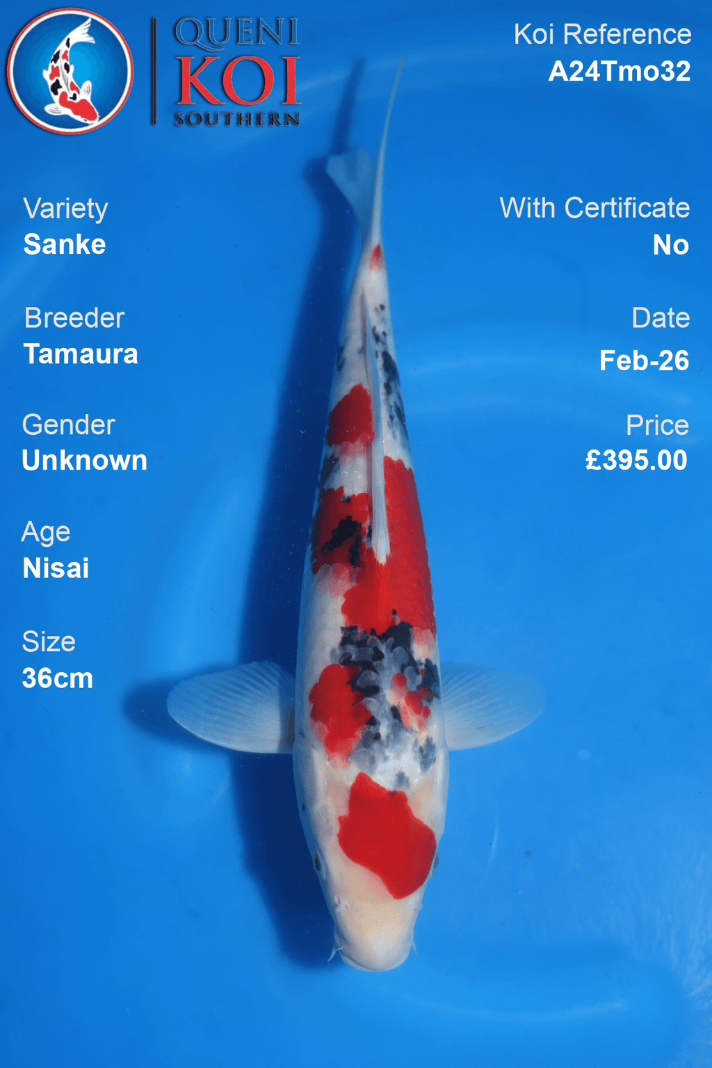 Sanke Koi A24Tmo32 Nisai 36cm koi