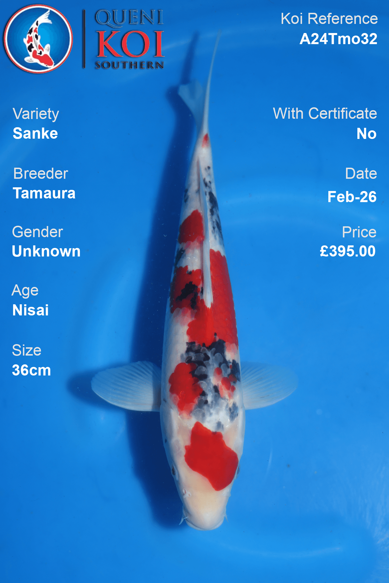 Sanke Koi A24Tmo32 Nisai 36cm koi