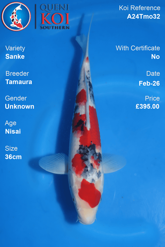 Sanke Koi A24Tmo32 Nisai 36cm koi