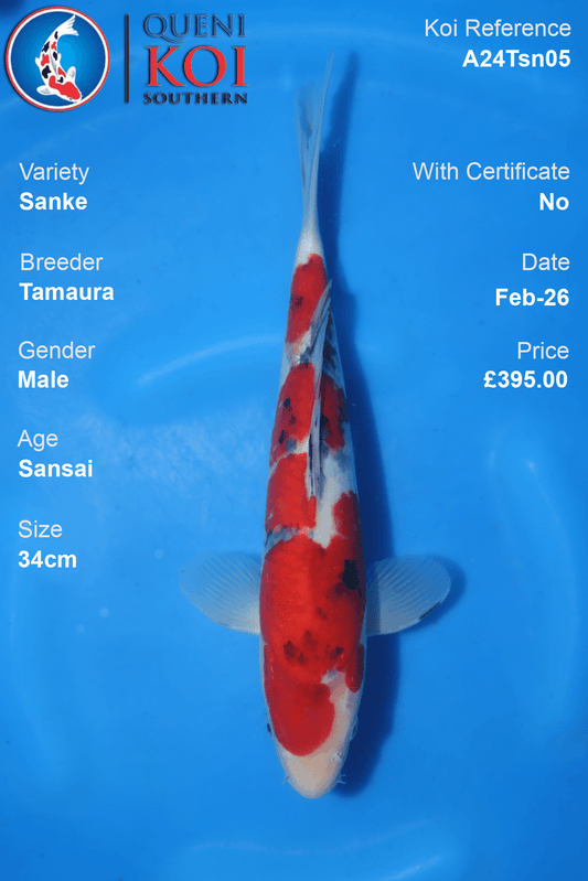 Sanke Koi A24Tsn05 male Sansai 34cm koi