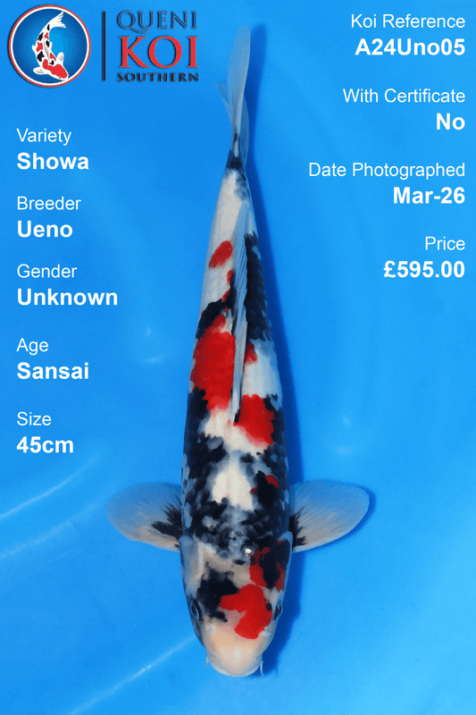 Showa Koi A24Uno05 Sansai 45cm koi