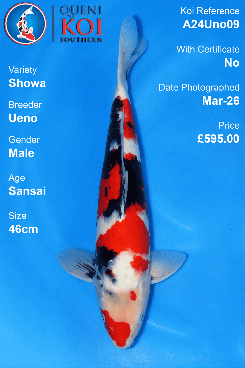 Showa Koi A24Uno09 male Sansai 46cm koi