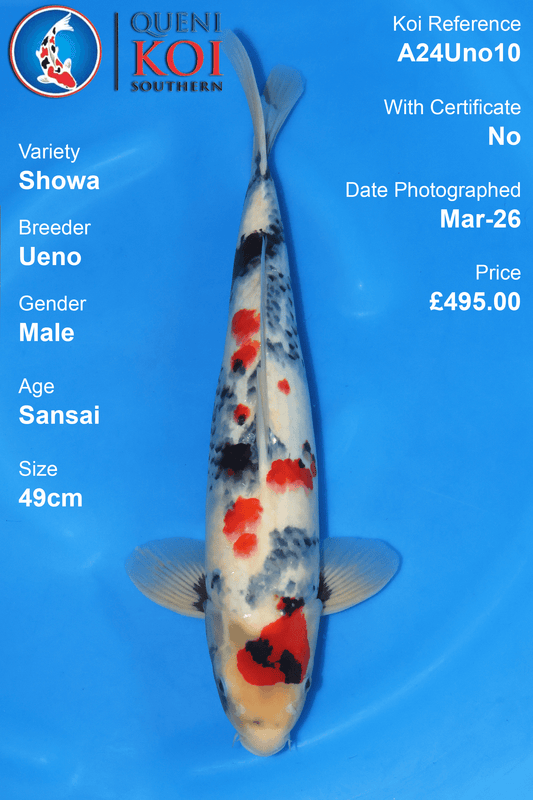 Showa Koi A24Uno10 male Sansai 49cm koi