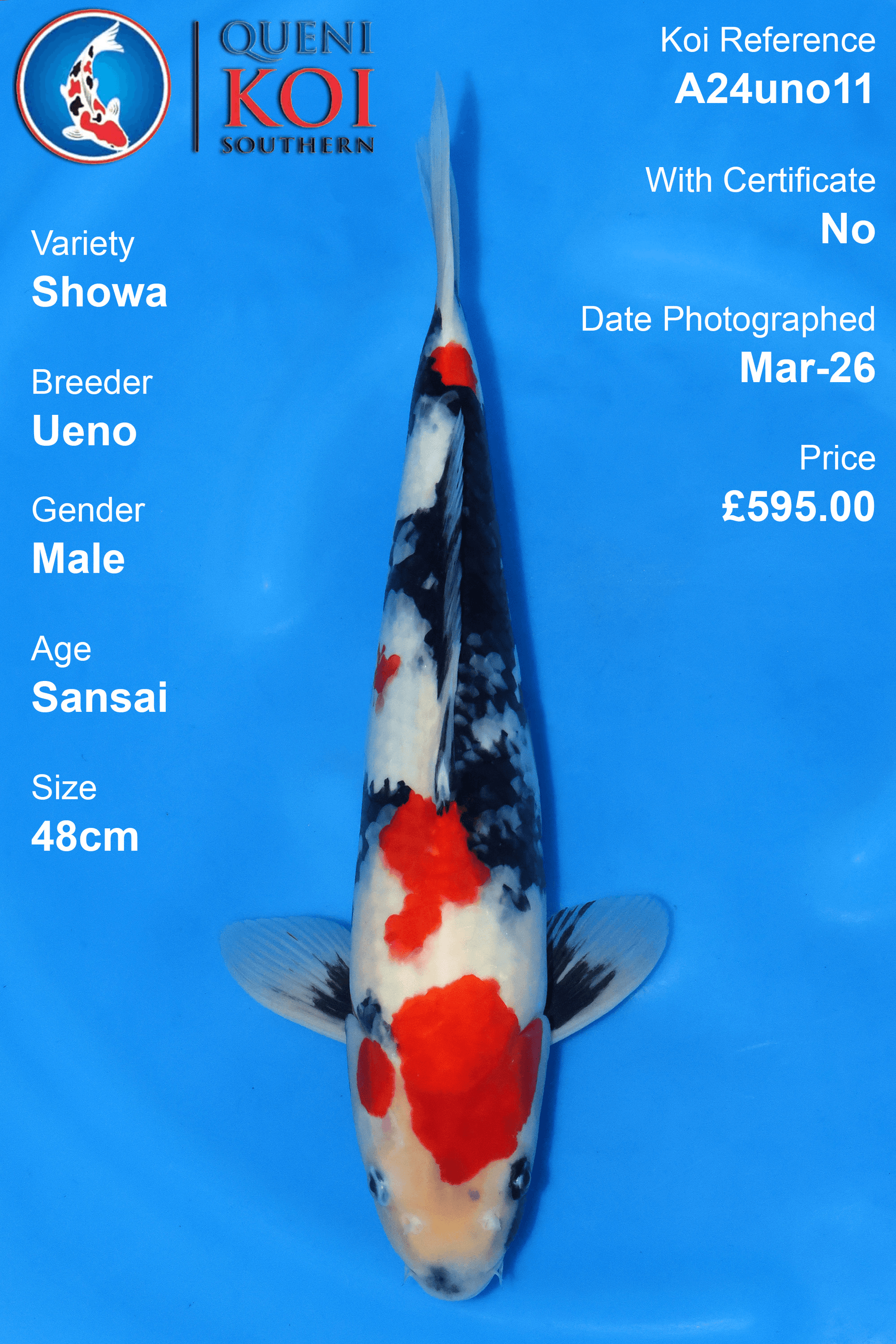 Showa Koi A24Uno11 male Sansai 48cm koi